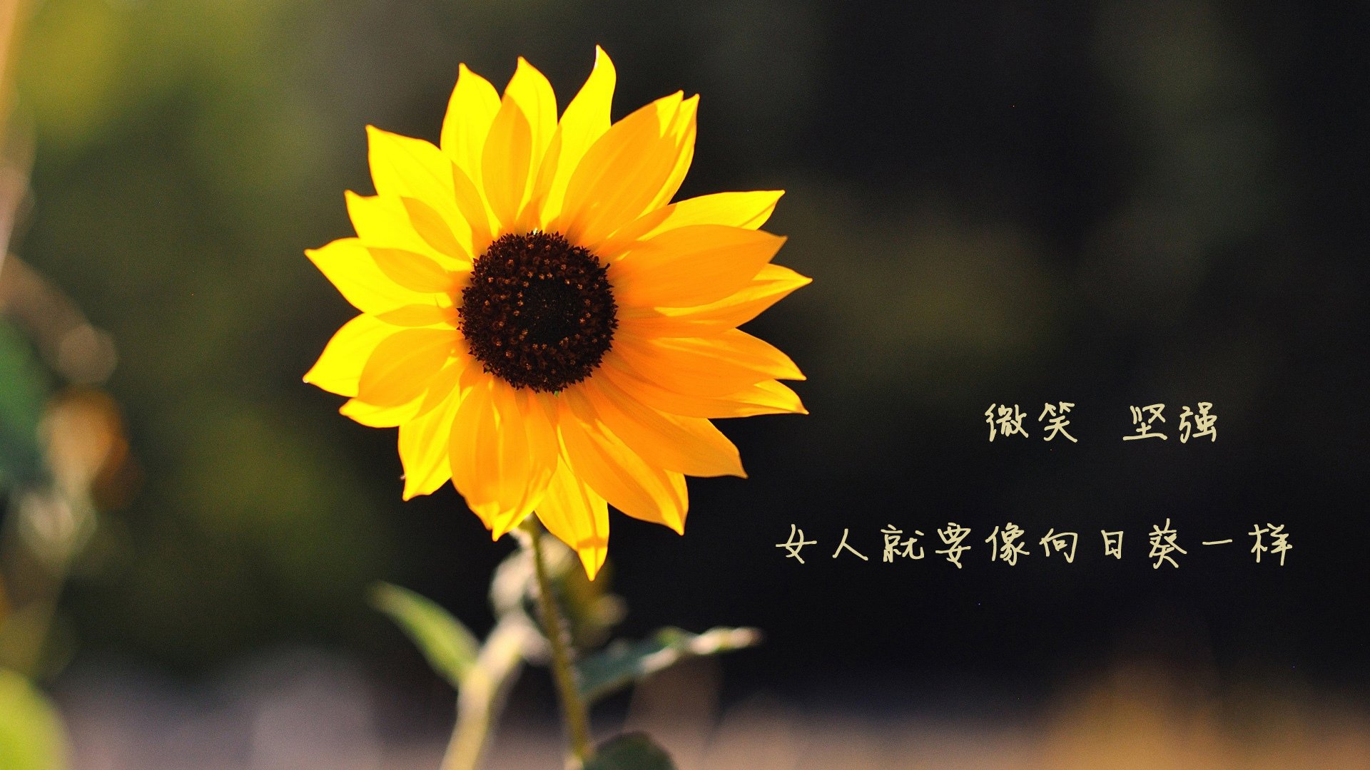 爱游戏官方主页-巴巴多斯女足锋线火力全开，大比分胜出！，女足不敌巴西