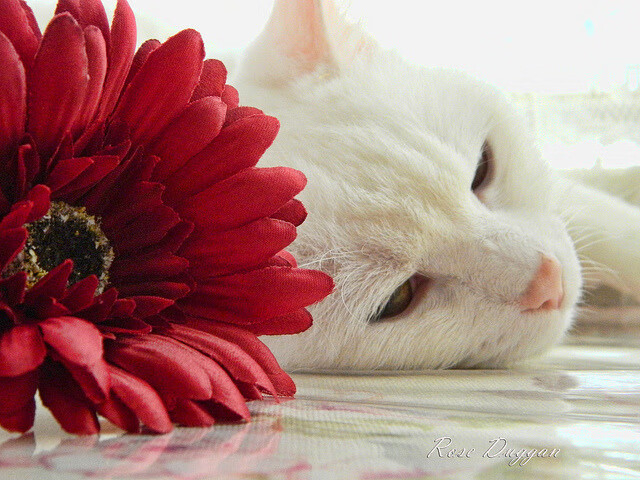 ayx-体育新闻中心构建跨平台体育评论系统内容共管机制,体育互联网平台格局